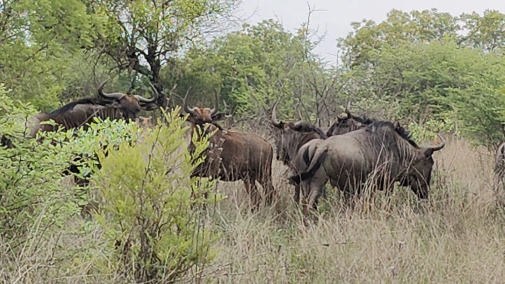 Dinokeng Game Reserve, Hammanskraal South Africa