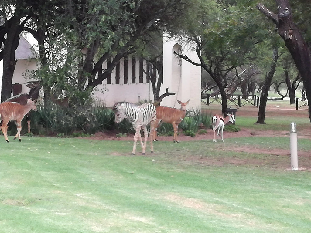 Dinokeng Game Reserve, Hammanskraal South Africa
