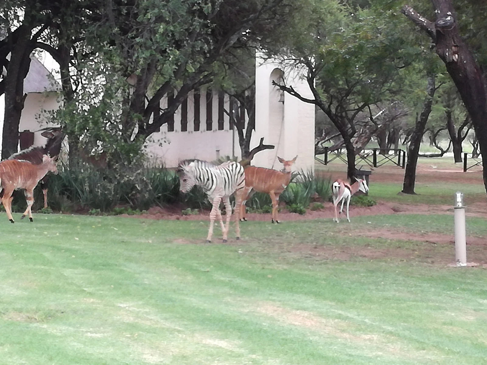 Dinokeng Game Reserve, Hammanskraal South Africa