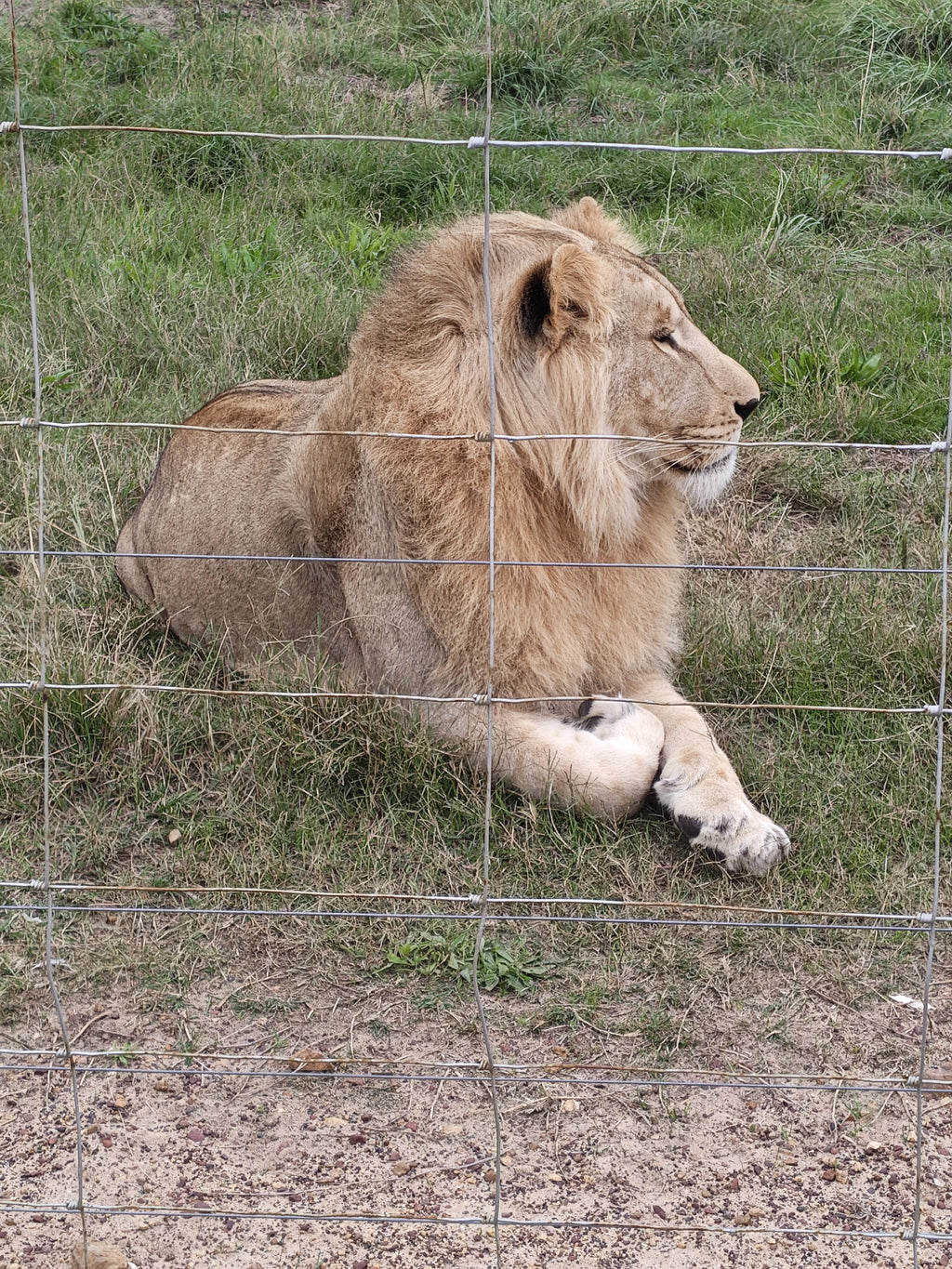 Drakenstein Lion Park, Paarl South Africa