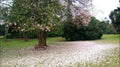 Durban Botanic Gardens, Durban South Africa