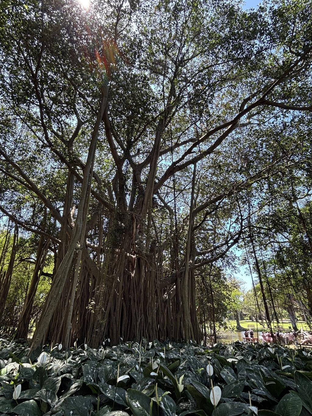 Durban Botanic Gardens, Durban South Africa