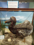 East London Museum, KuGompo City South Africa