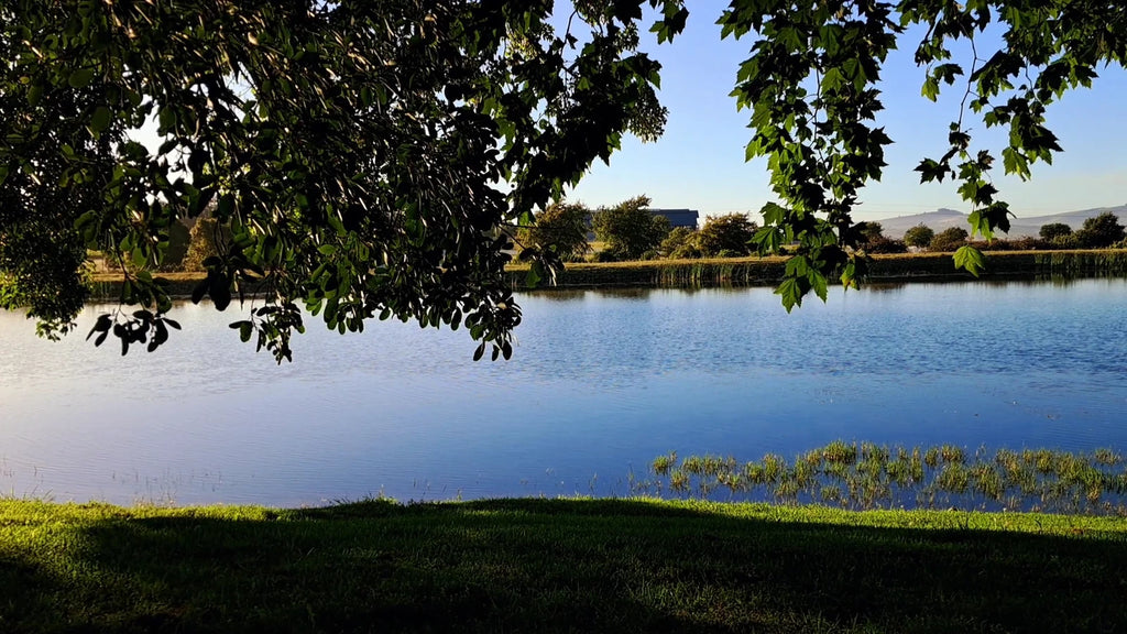 Eikendal Vineyards, Raithby South Africa