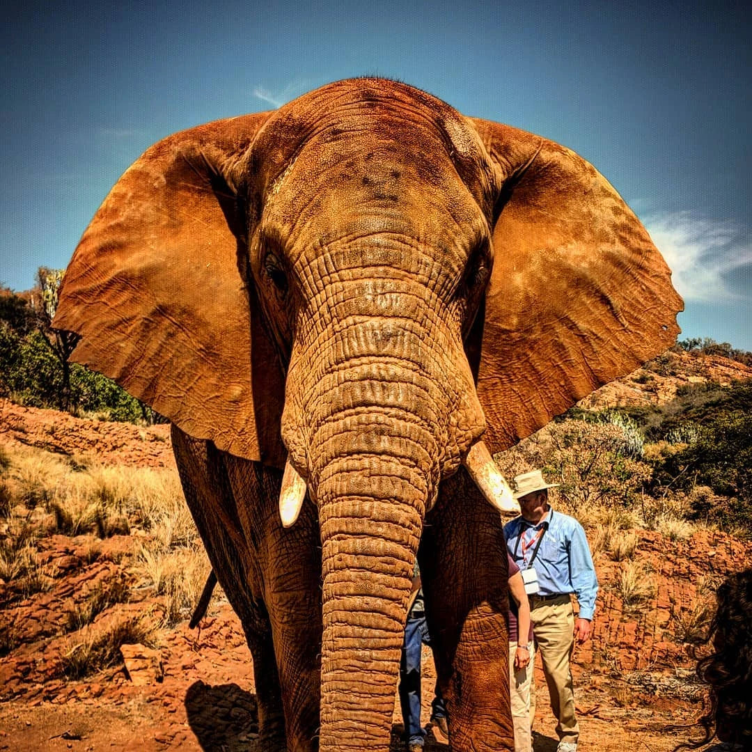 Elephant Sanctuary Hartbeespoort, Hartbeespoort South Africa