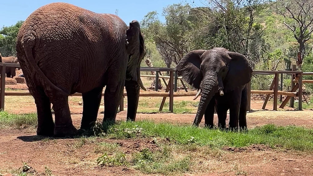 Elephant Sanctuary Hartbeespoort, Hartbeespoort South Africa