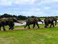 Elephant Sanctuary Plettenberg Bay 🐘, Plettenberg Bay South Africa
