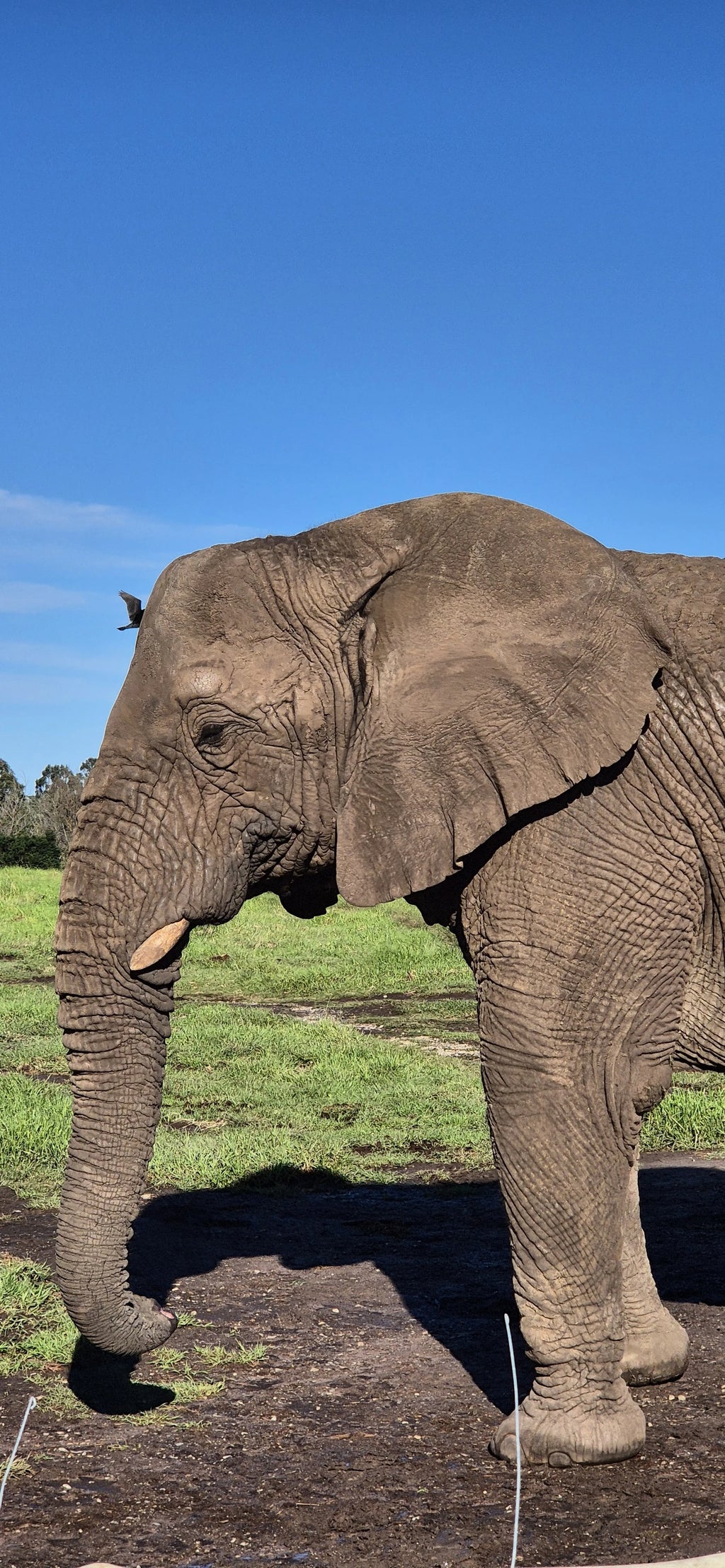Elephant Sanctuary Plettenberg Bay 🐘, Plettenberg Bay South Africa