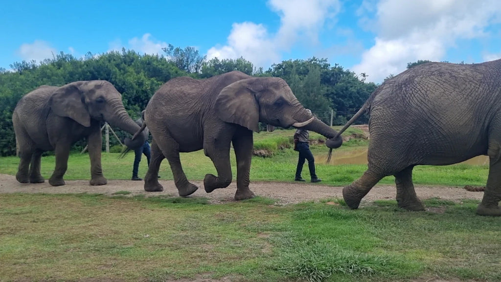 Elephant Sanctuary Plettenberg Bay 🐘, Plettenberg Bay South Africa