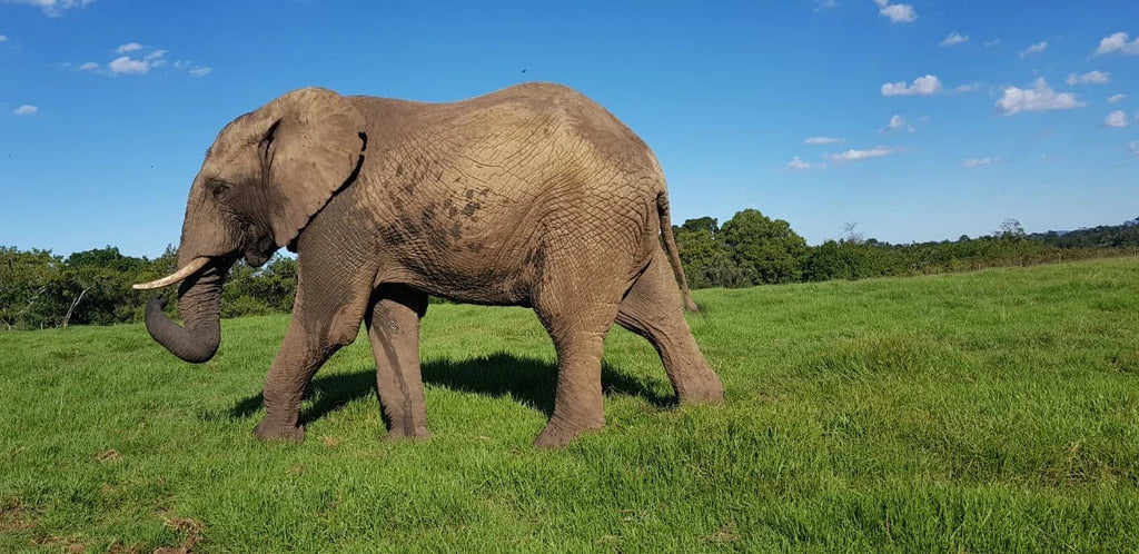 Elephant Sanctuary Plettenberg Bay 🐘, Plettenberg Bay South Africa