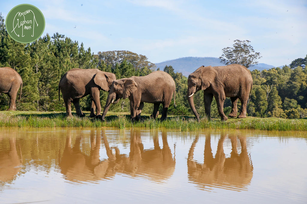 Elephant Sanctuary Plettenberg Bay 🐘, Plettenberg Bay South Africa