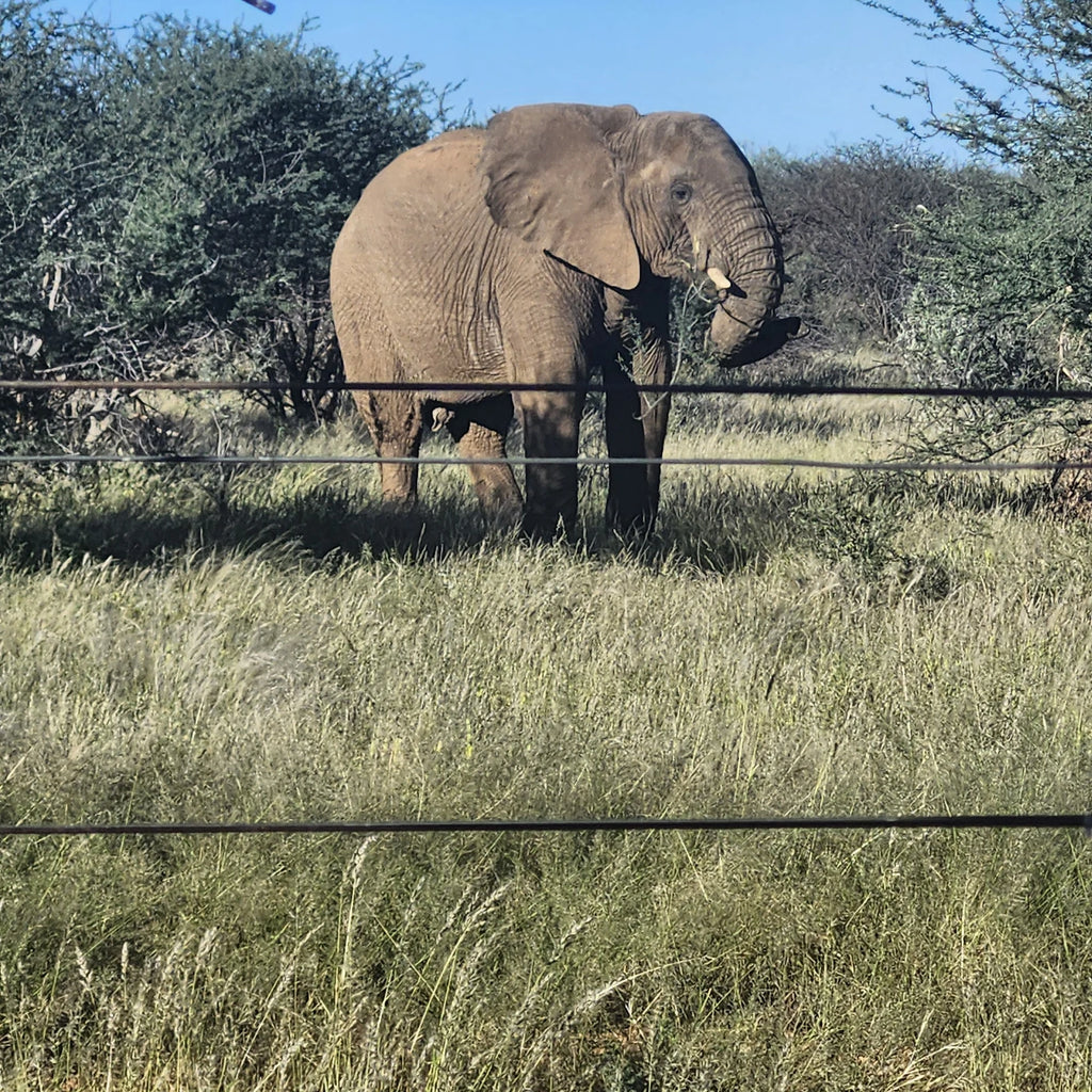 Erindi Private Game Reserve, Omaruru Namibia