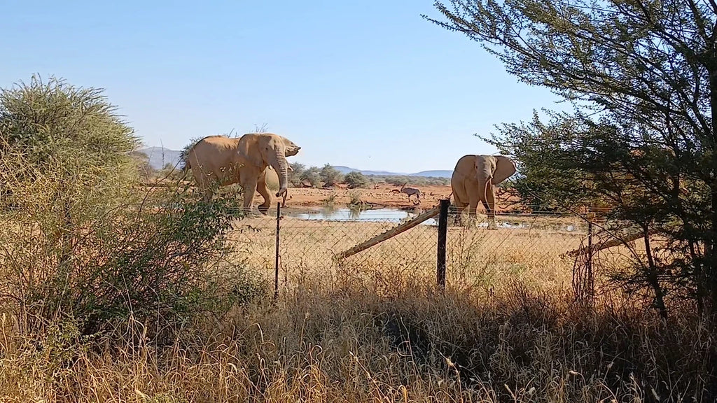 Erindi Private Game Reserve, Omaruru Namibia