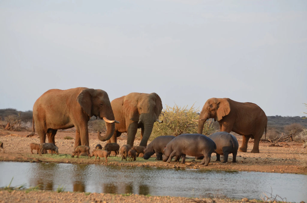 Erindi Private Game Reserve, Omaruru Namibia