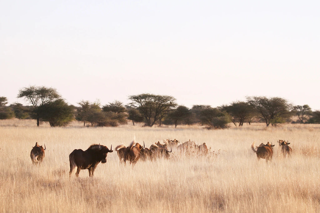 Erindi Private Game Reserve, Omaruru Namibia