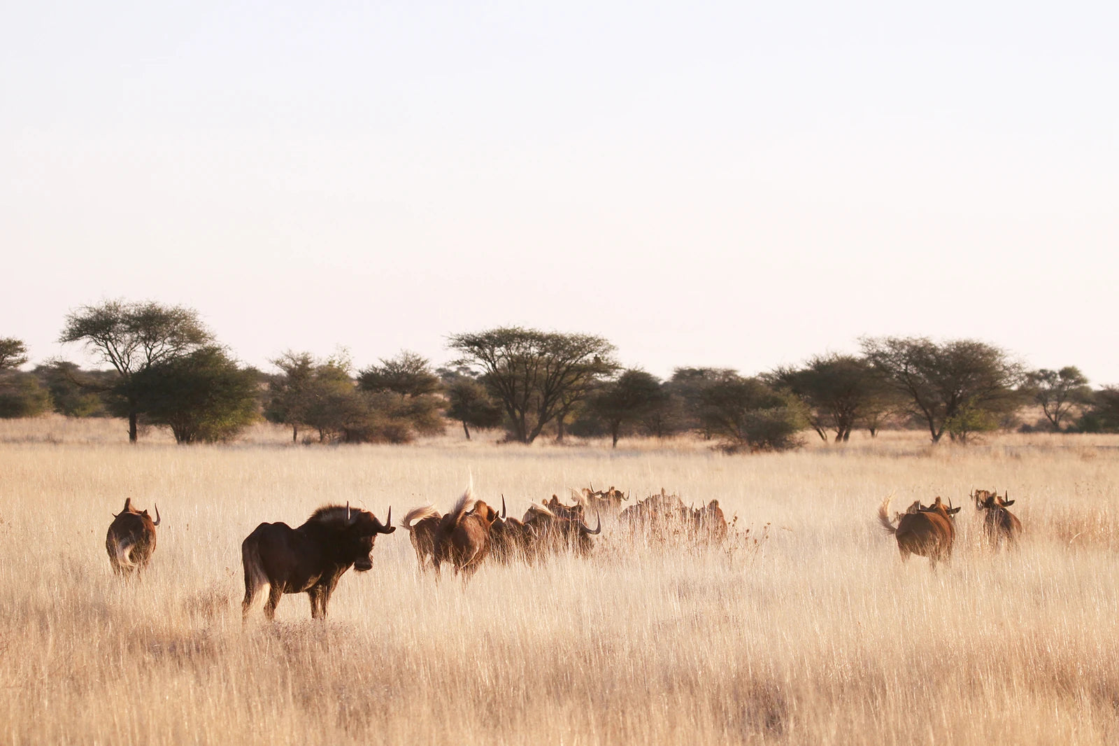 Erindi Private Game Reserve, Omaruru Namibia