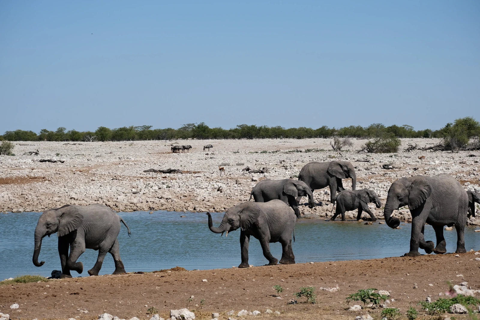 Etosha National Park,  Namibia
