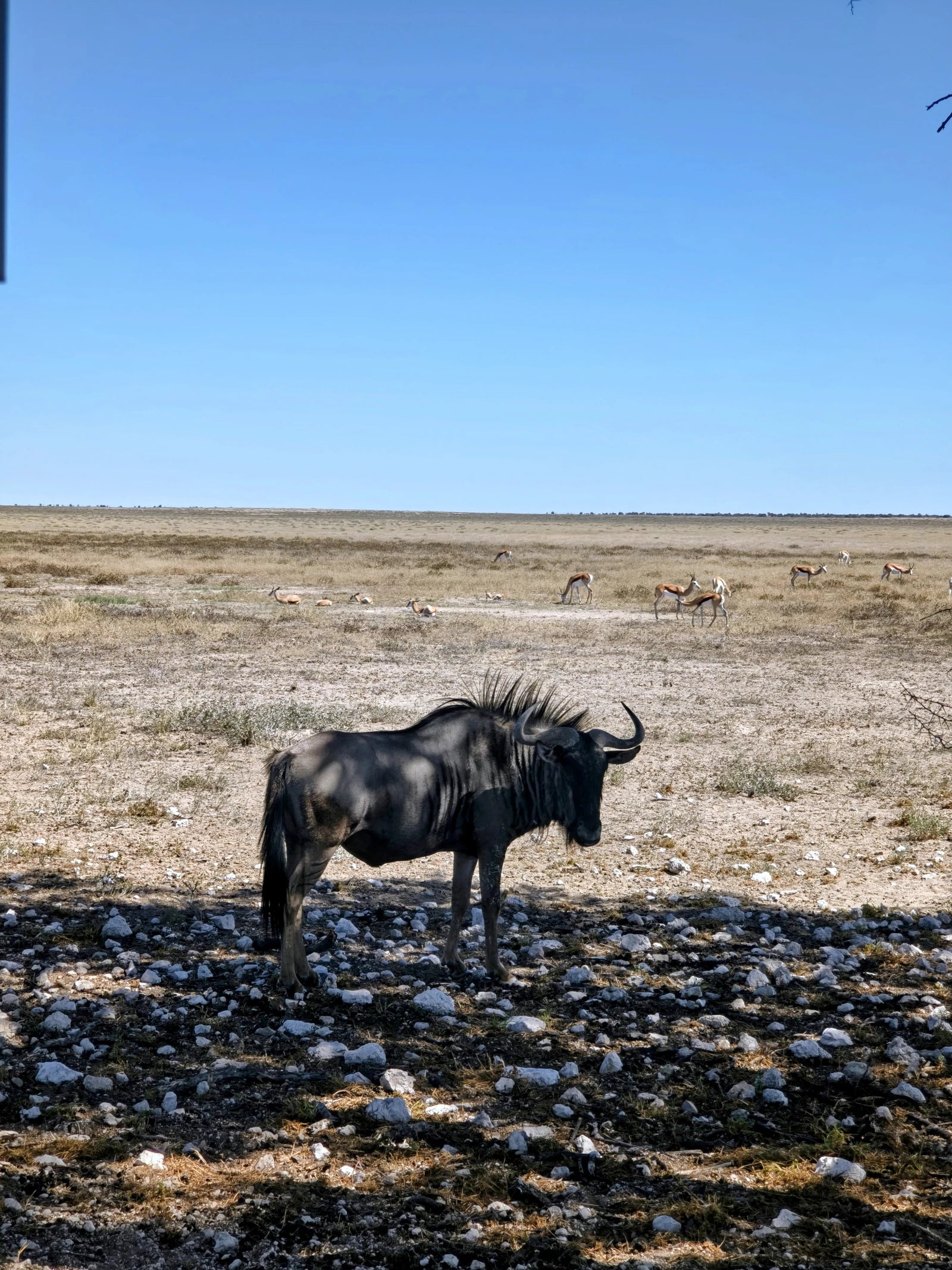 Etosha National Park,  Namibia