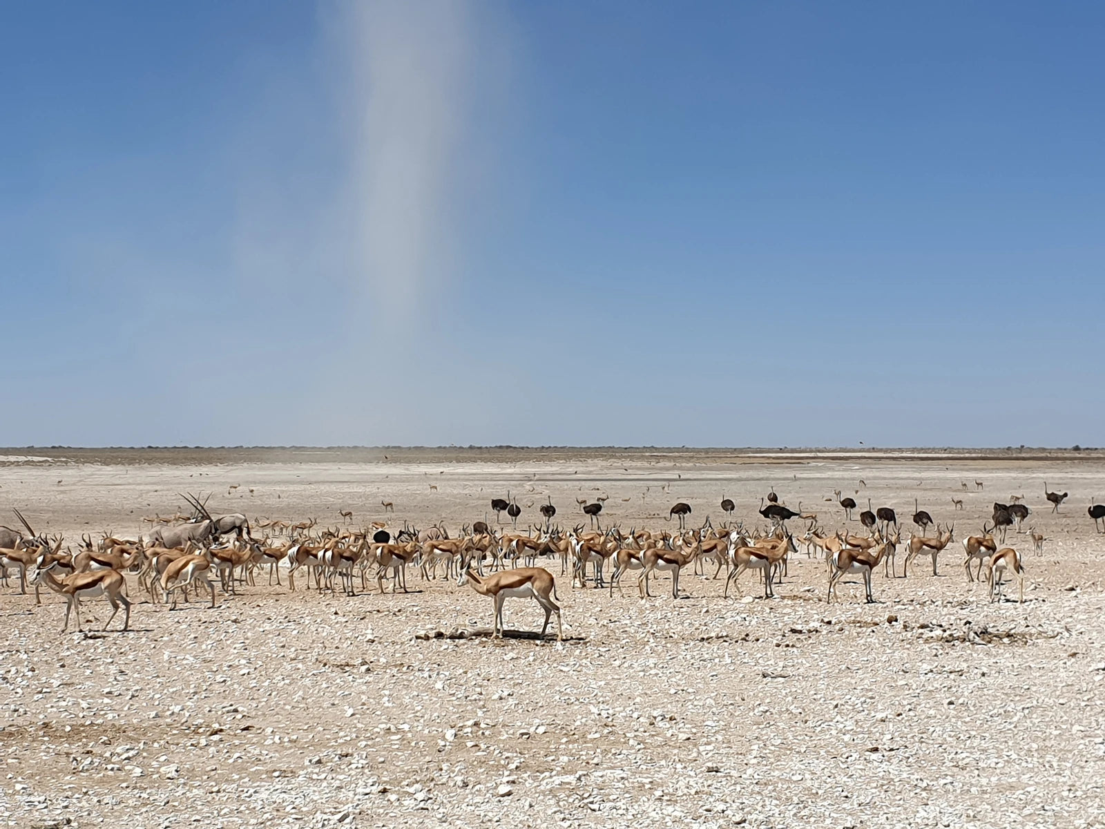 Etosha National Park,  Namibia