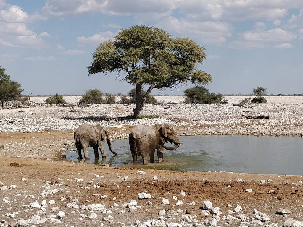 Etosha National Park,  Namibia