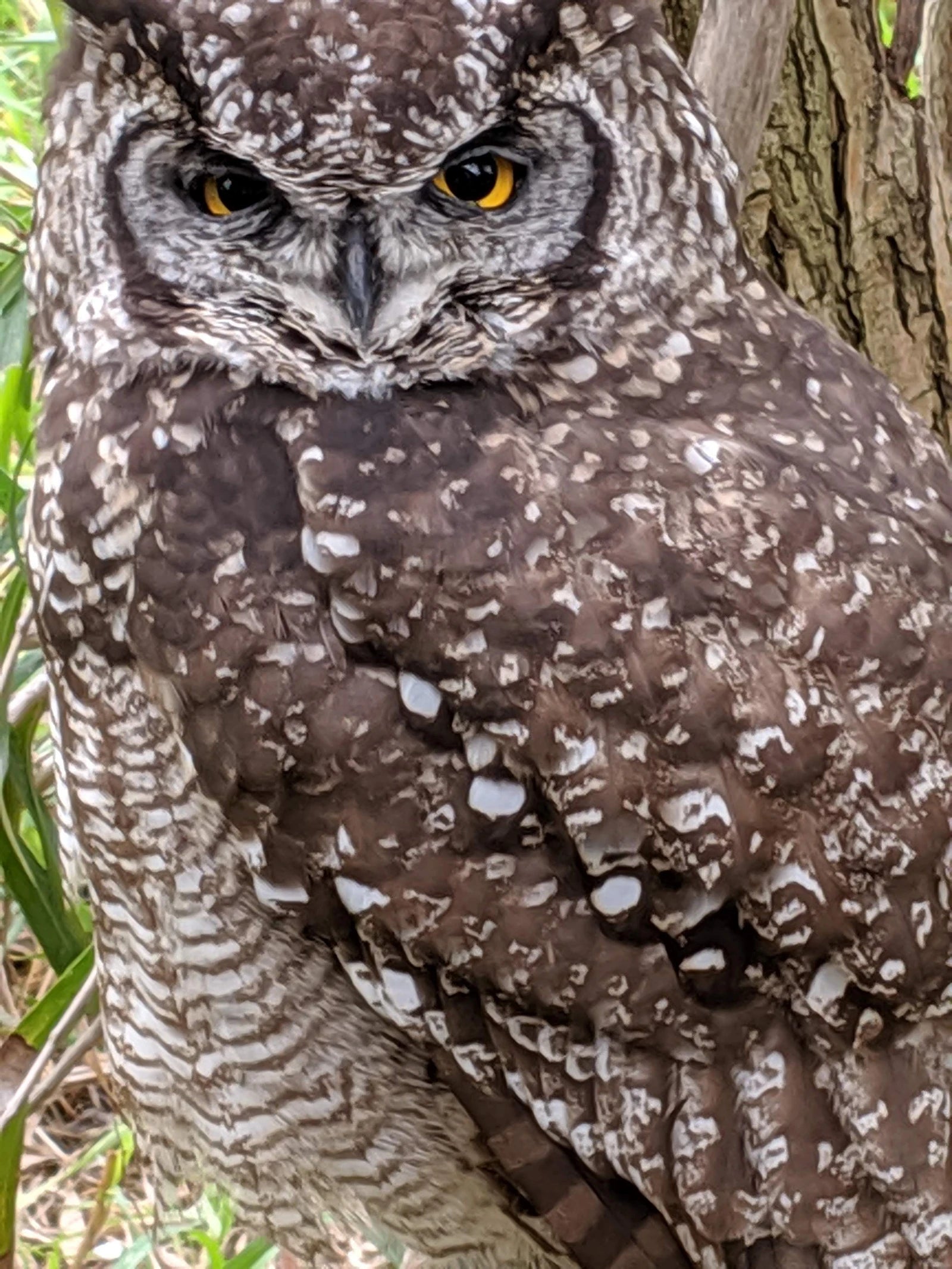 Exotic Animal World (Previously Butterfly World), Stellenbosch South Africa