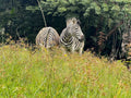 Ezemvelo KZN-Nature Reserve, Pietermaritzburg South Africa