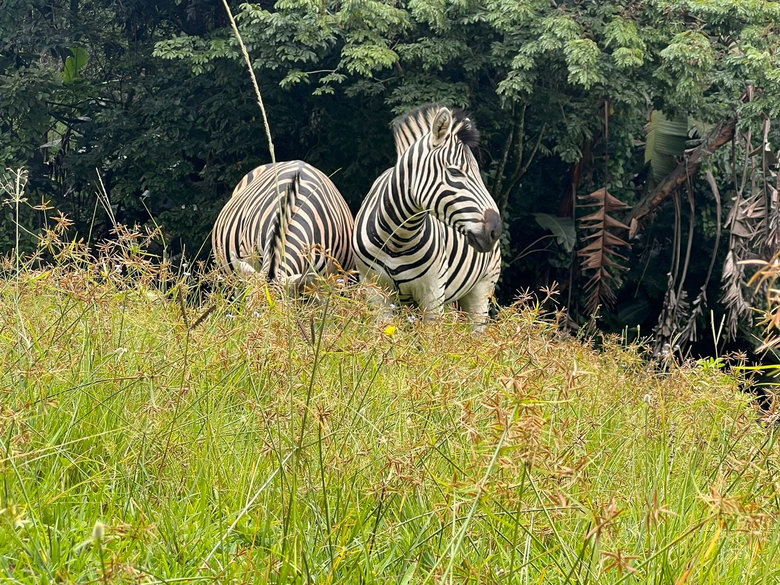 Ezemvelo KZN-Nature Reserve