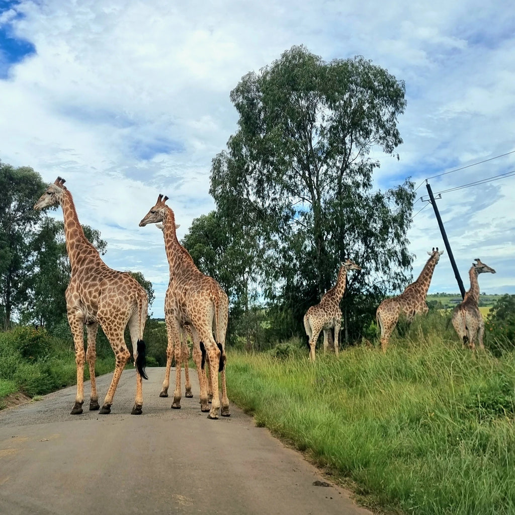 Ezemvelo KZN-Nature Reserve, Pietermaritzburg South Africa