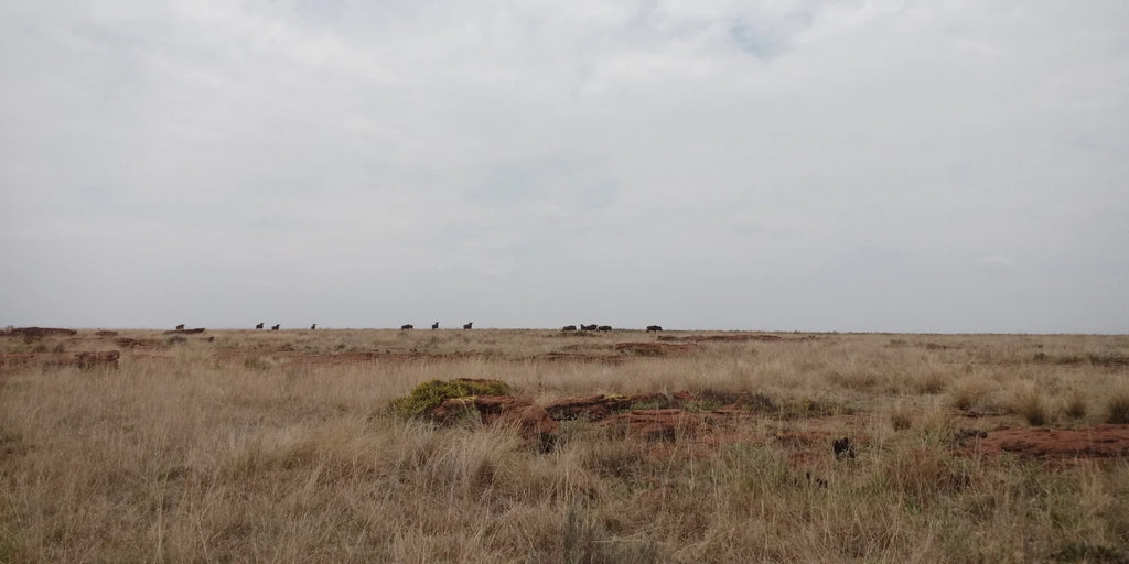 Ezemvelo Nature Reserve, Bronkhorstspruit South Africa