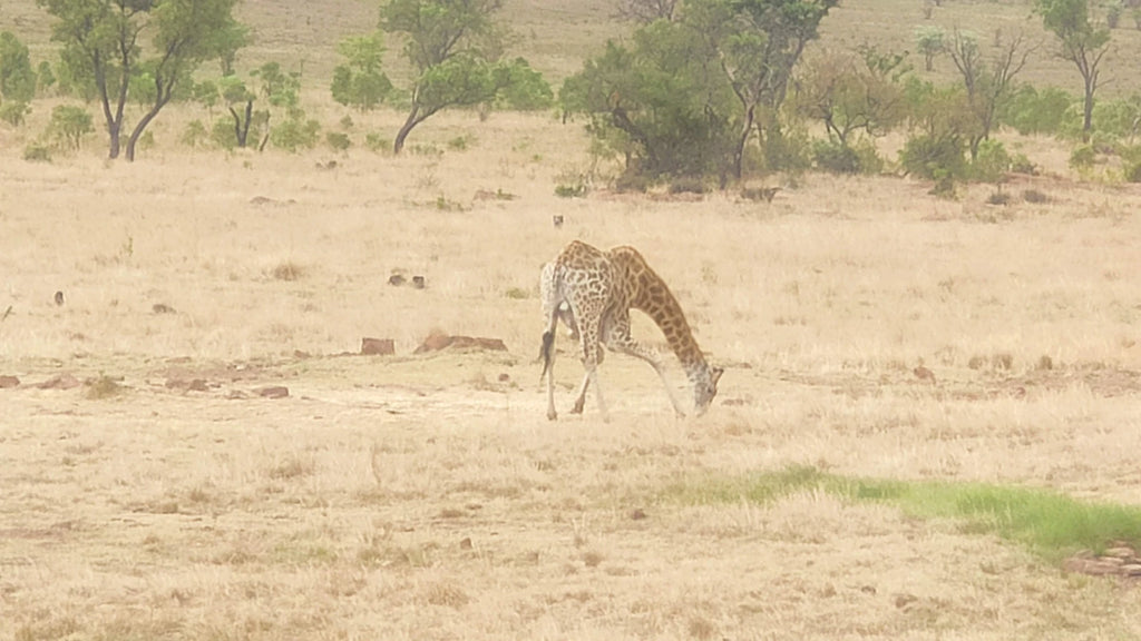 Ezemvelo Nature Reserve, Bronkhorstspruit South Africa