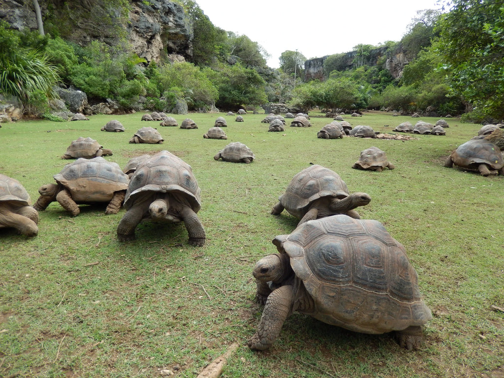 Francois Leguat Reserve Rodrigues, 
Plaine Corail Mauritius