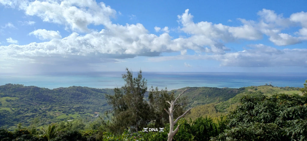 Francois Leguat Reserve Rodrigues, 
Plaine Corail Mauritius
