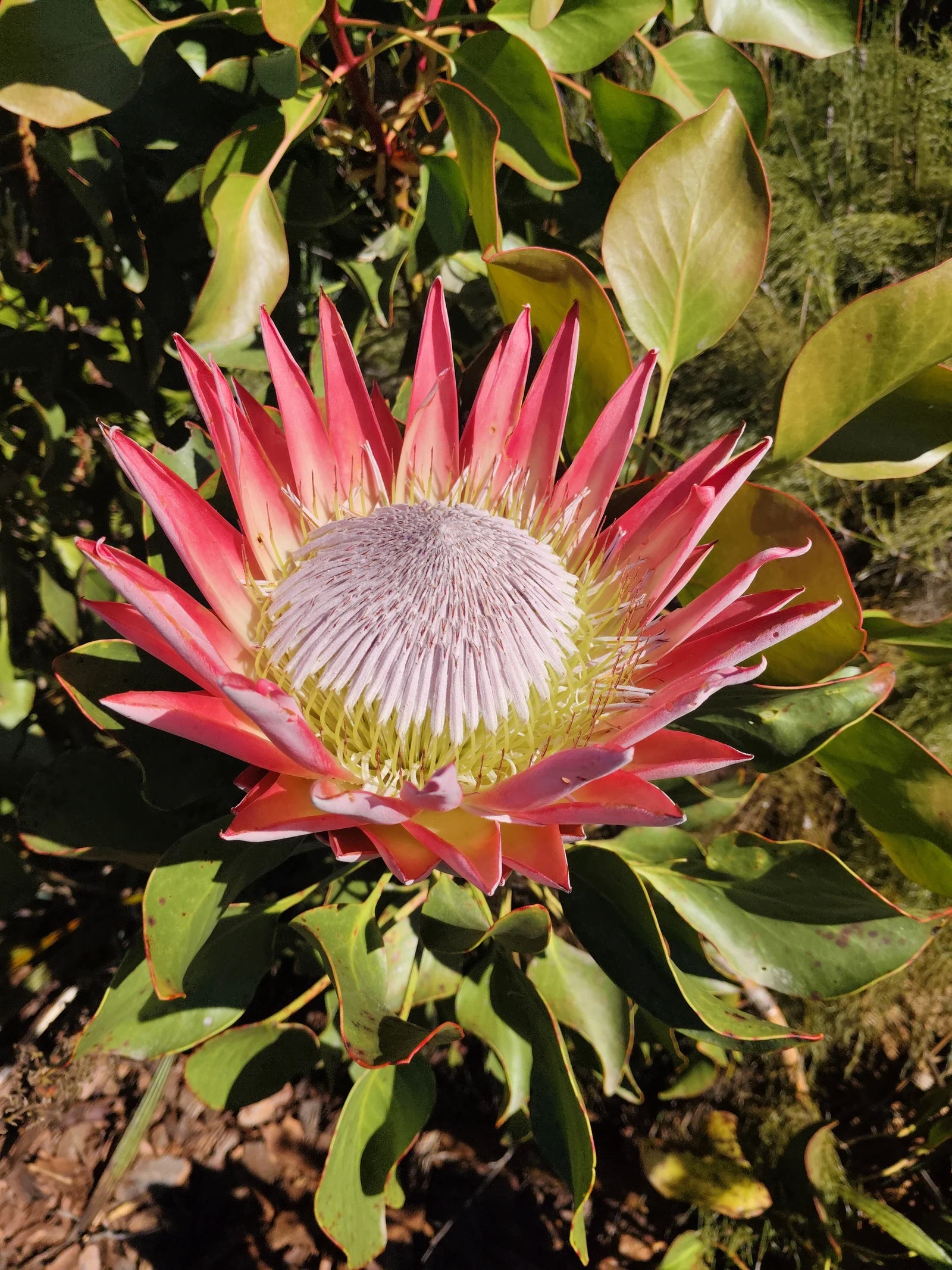 Garden Route Botanical Garden, George South Africa