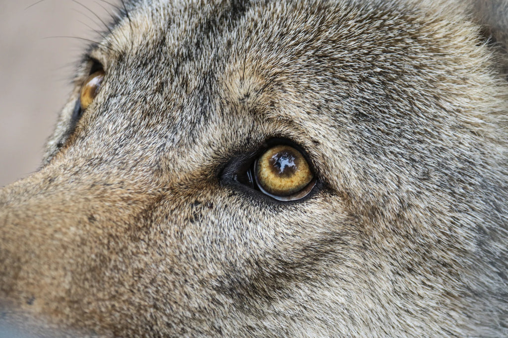 Garden Route Wolf Sanctuary, Plettenberg Bay South Africa