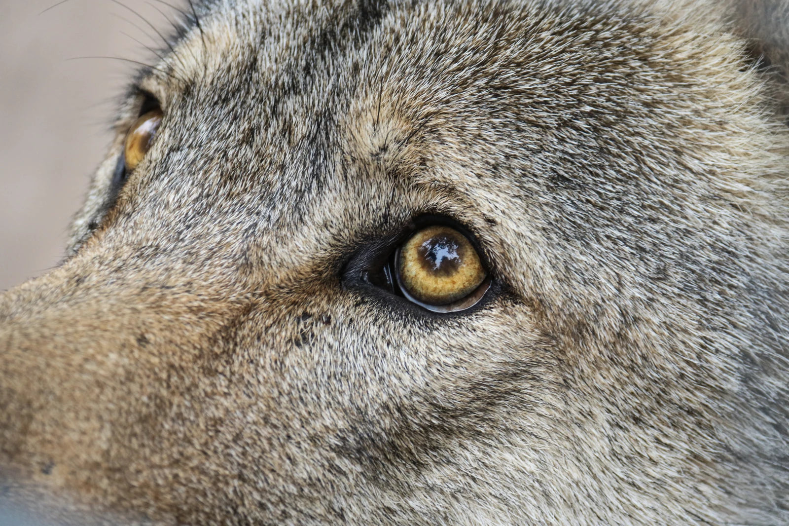 Garden Route Wolf Sanctuary, Plettenberg Bay South Africa