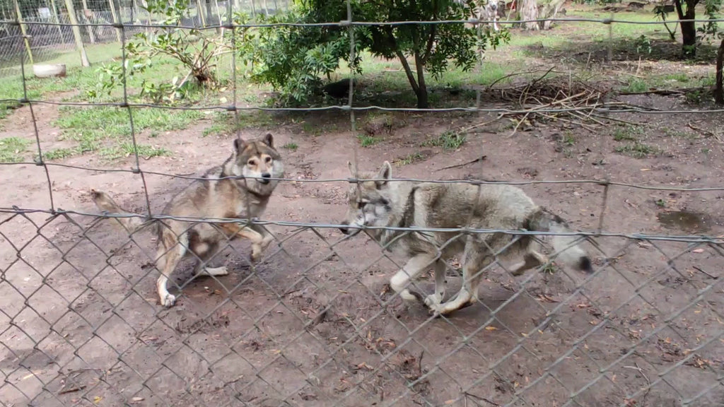 Garden Route Wolf Sanctuary, Plettenberg Bay South Africa