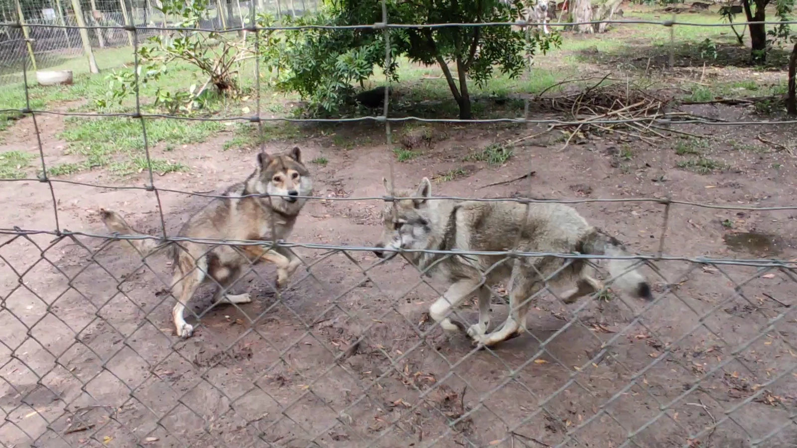 Garden Route Wolf Sanctuary, Plettenberg Bay South Africa