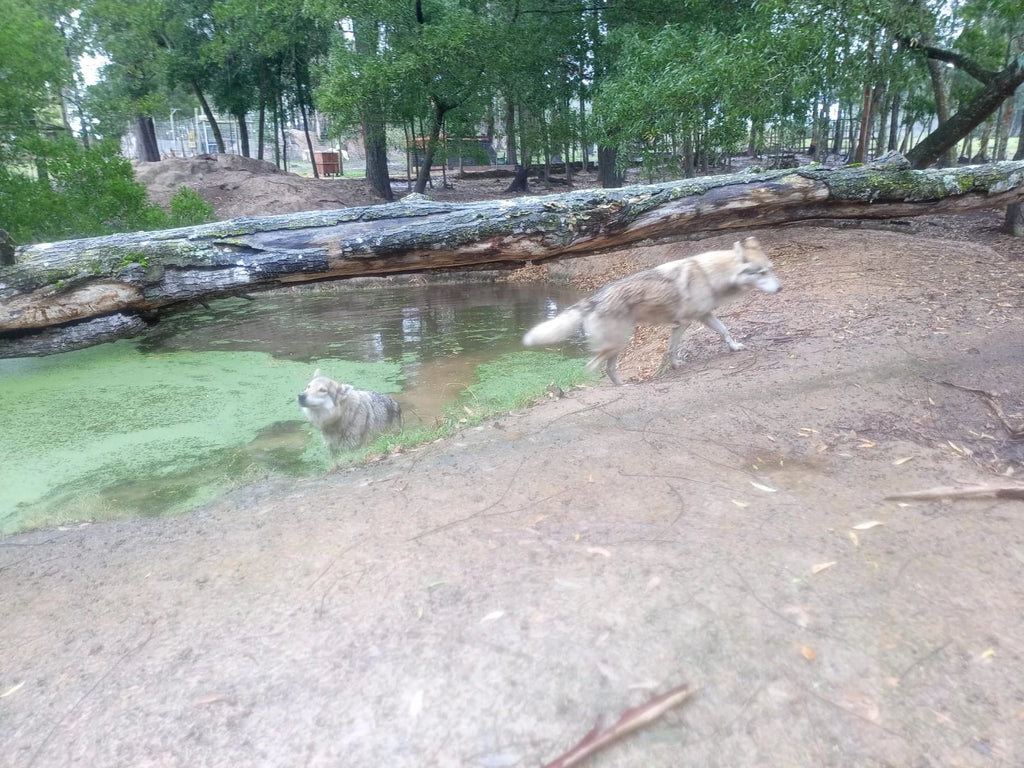 Garden Route Wolf Sanctuary, Plettenberg Bay South Africa