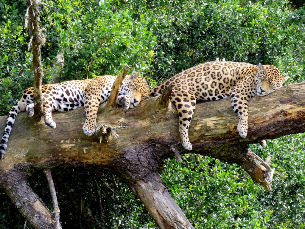 Garden Route Wolf Sanctuary, Plettenberg Bay South Africa