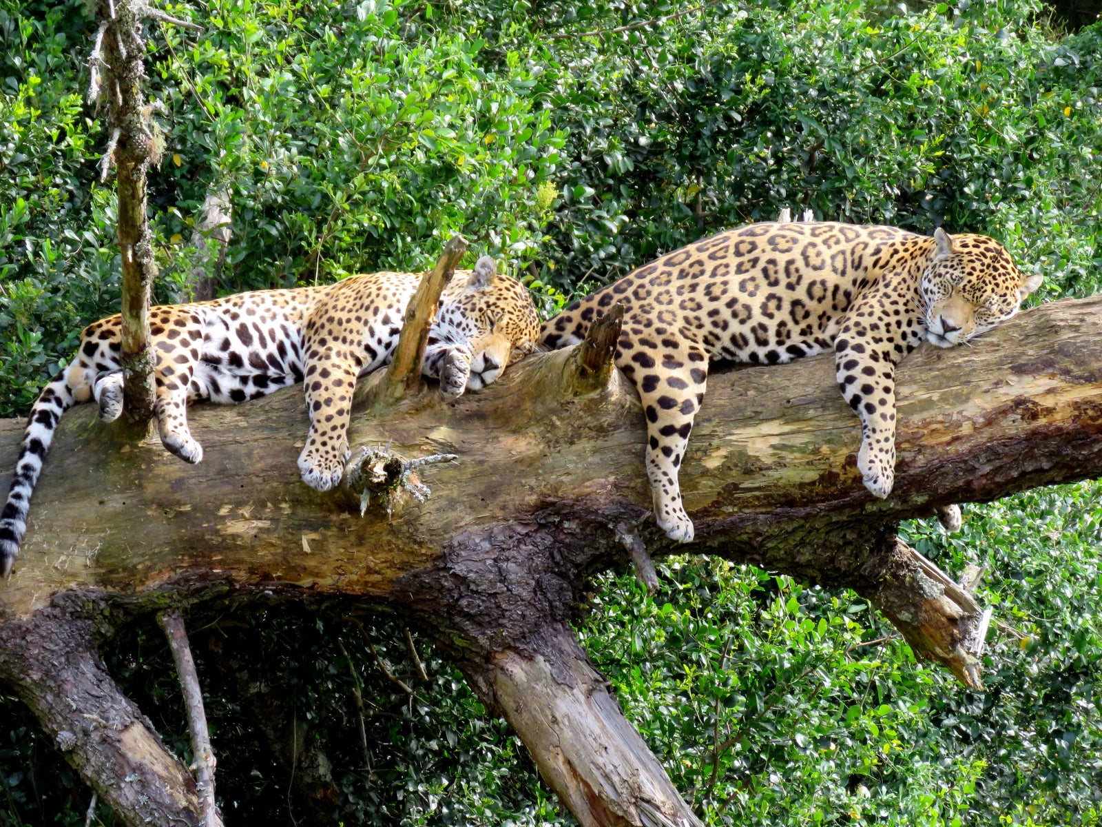 Garden Route Wolf Sanctuary, Plettenberg Bay South Africa