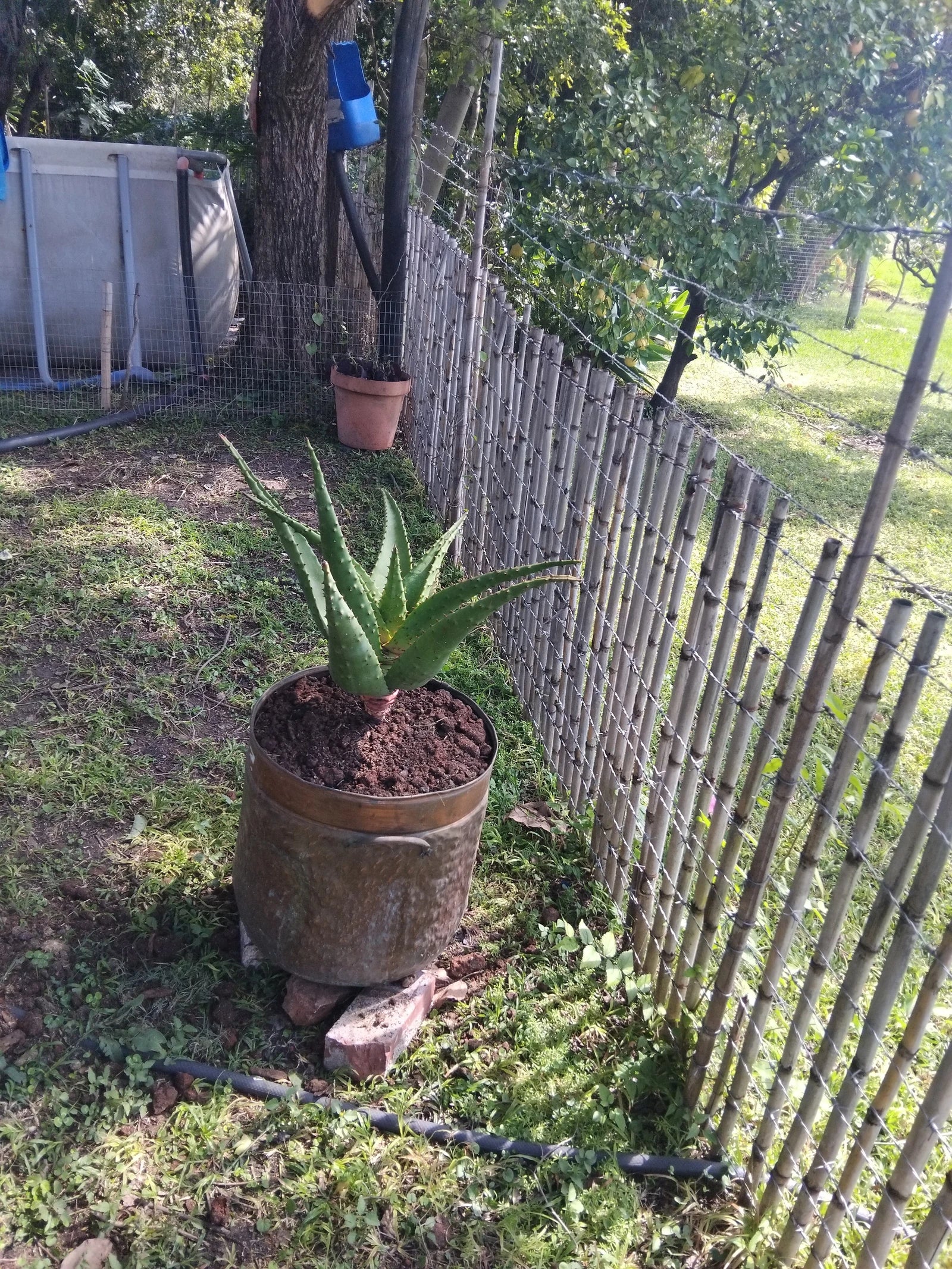 Gardenvale Plant Nursery, Johannesburg South Africa