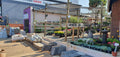 Gardenvale Plant Nursery, Johannesburg South Africa