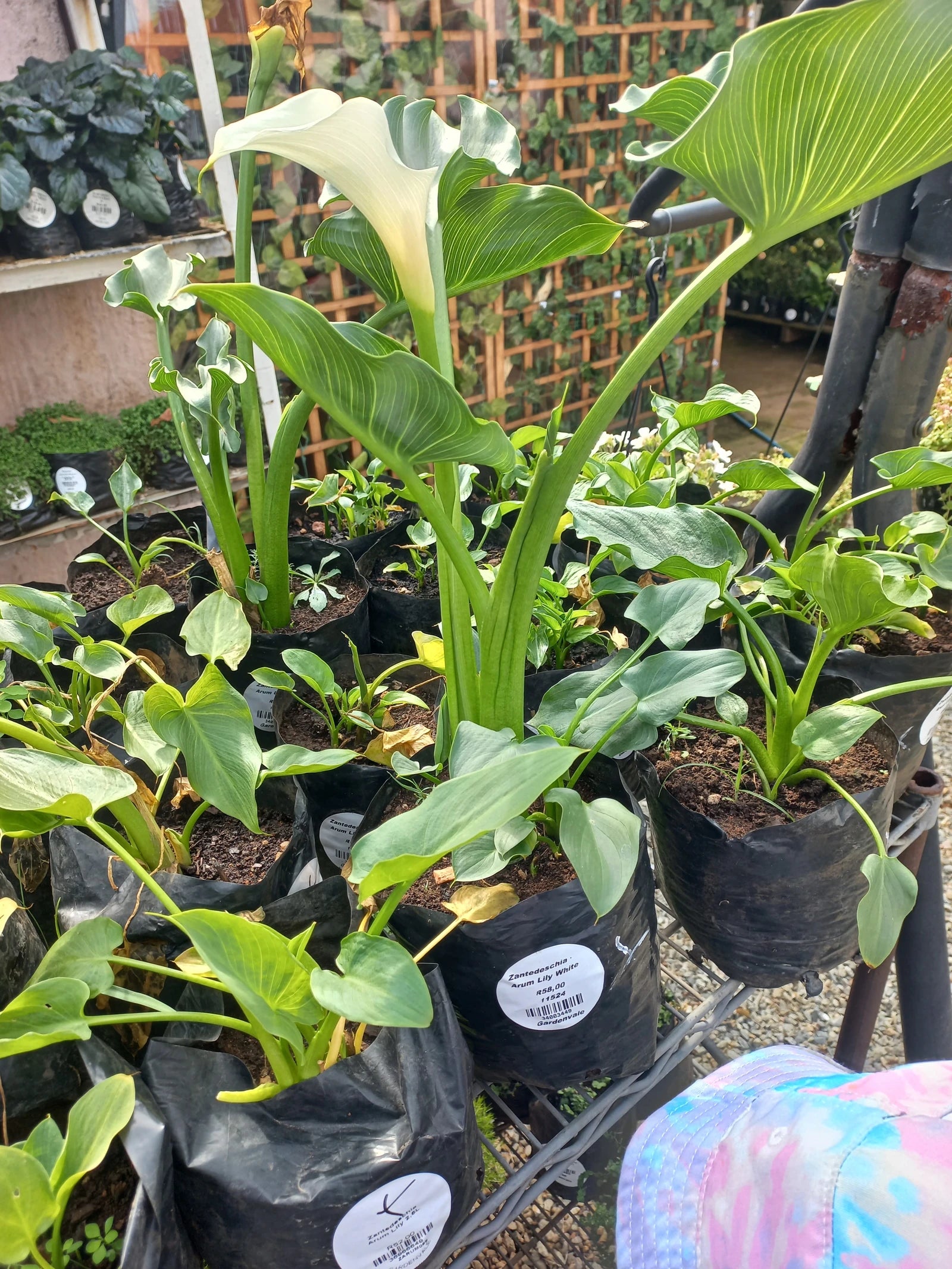 Gardenvale Plant Nursery, Johannesburg South Africa
