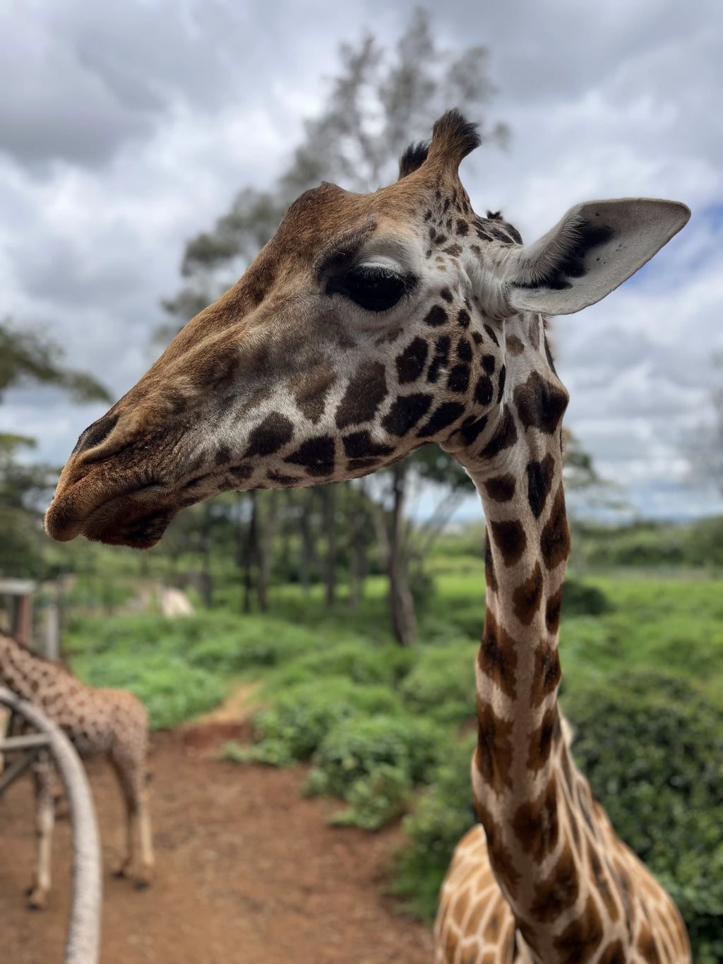 Giraffe Centre, Nairobi Kenya