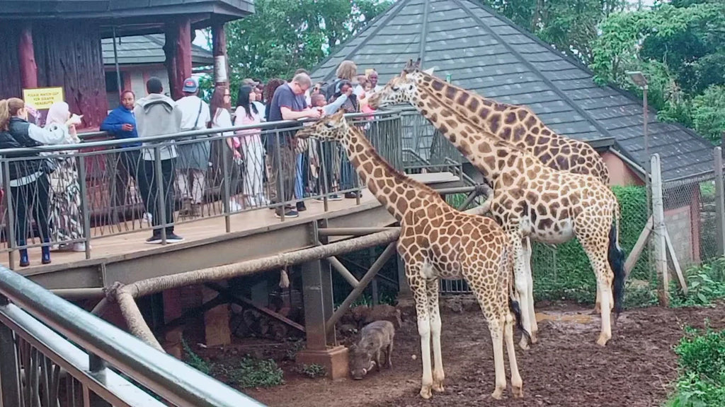 Giraffe Centre, Nairobi Kenya