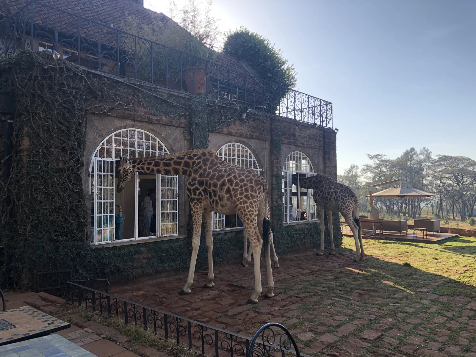 Giraffe Centre, Nairobi Kenya