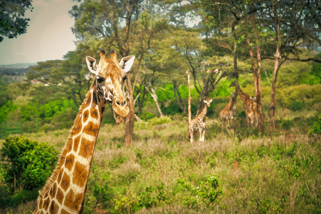 Giraffe Centre, Nairobi Kenya