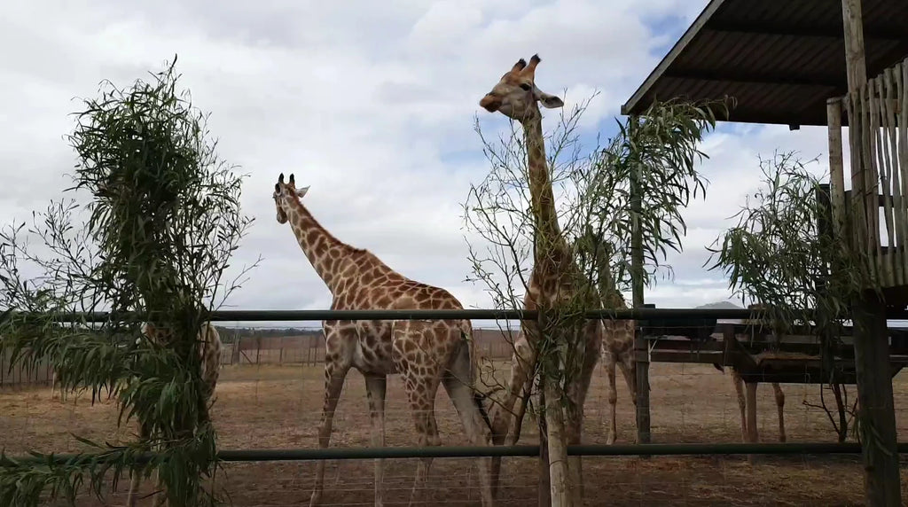 Giraffe House, Cape Town South Africa