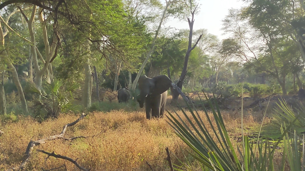 Gorongosa National Park, Goinha Mozambique