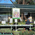 Greenside Nursery, Bloemfontein South Africa